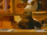marmot.gif