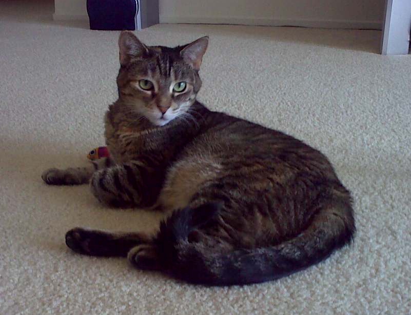 cat1.jpg